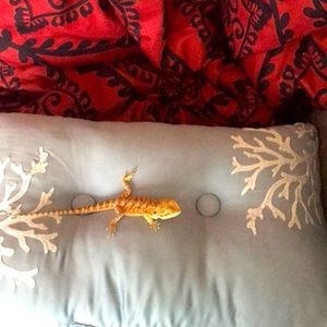 I’m selling a blue pillow with white edges and it’s never been used